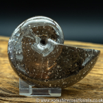 amm 1409 Phylloceras heterophyllum