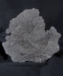 crd010 Pentacrinites dichotomus