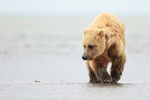 Brown Bear walking at low tide, Silver Salmon Creek, Lake Clark