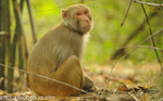 Rhésus Macaco.
