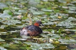 Little Grebe