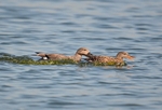 Gadwall