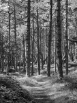 1551 - Corsican Pines  Path 1