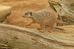 Meerkat on the move (Colchester Zoo)