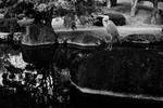 Heron (Himeji Castle) #2