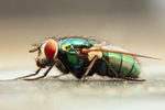 Green-Bottle-Blowfly