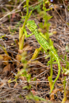 Mediterranean chameleon Chamaeleo chamaeleon-2871