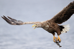 Sea Eagle calling after dive, Flatanger, Norway