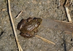 Common Frog