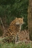 Amur Leopard - Amara being watchful (Cotswold WP)