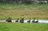 Greater (Greenland) White-fronted Geese