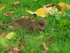 Mongoose, Kealakekua Bay, Hawaii