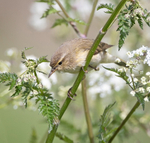 Chiffchaff - Phylloscopus collybita
