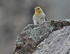 Cinereous Bunting