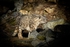 Snow Leopard - RLP_9329-192