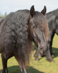 friesians 101-17