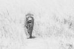 Masai Mara 180223_RLP143458hkbw