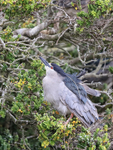 Black-crowned Night-Heron portfolio