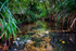 A common stream