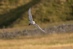 Barn Owl bringing home the shopping.   ref1275