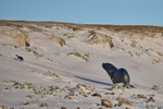 Southern Sea Lion hunting