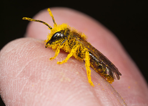 A male coaxed from a dandelion ([i]Taraxacum officinale[/i]) flower and covered with pollen.