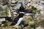 Razorbills