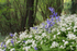 Bluebells and Wild Garlic