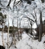 Tracks, Walden Pond