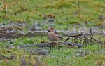 Hawfinch