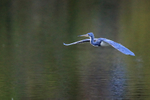 Tricolored Heron flying, Venice Rookery, Florida