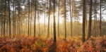 An Autumn Dawn, New Forest. EDC 212