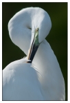 Birds - Color - 09