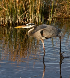 Great Blue Heron _0089