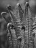 Fiddleheads 01