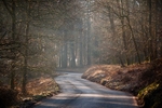 Soudley Woods