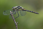 Black Darter 1