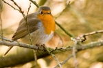 The Robin