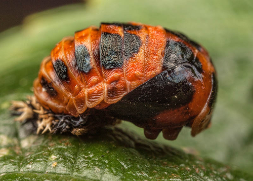 Harlequin Ladybird pupa, showing discarded larval skin. Warwickshire, August 2012.