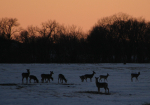 Deer at dusk
