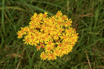 Common Ragwort flower cluster, Arne, Dorset