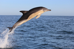 Common Dolphin