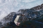 Southern Rockhopper Penguin