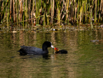 Coot