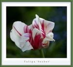 Tulipa 'Sorbet'