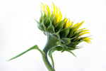 Nature-34