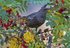 1st Winter Ring Ouzel