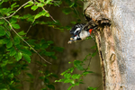The Busy Parent - Great Spotted Woodpecker 3 of 6