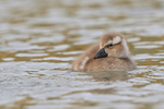 Steamerduck duckling swimming, Carcass Settlement, Falklands