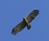 Lesser Spotted Eagle